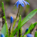 Siberian Squill Portrait by rminer