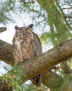 4th Apr 2017 - Great Horned Owl