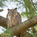 Great Horned Owl by rminer