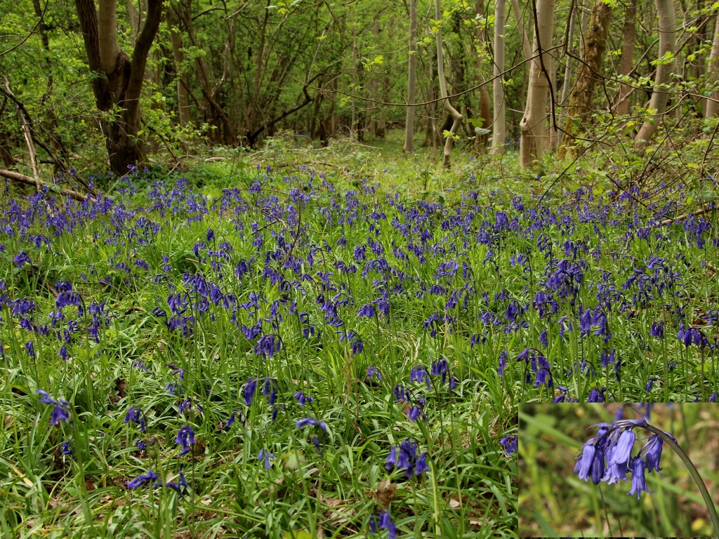 Bluebell woods by busylady