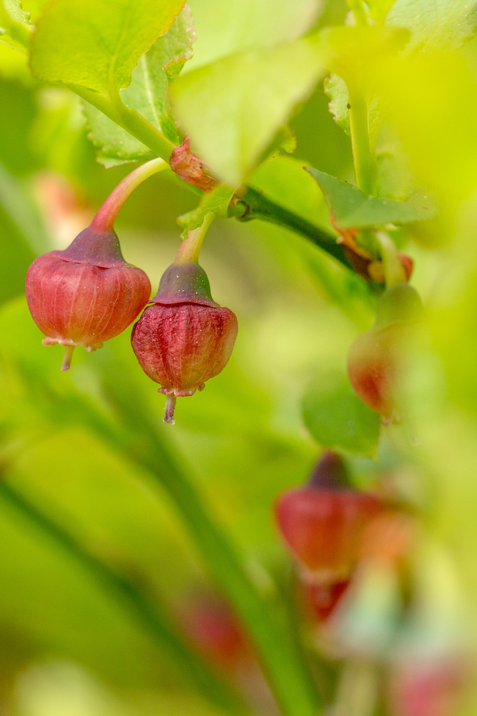 blaeberry emerging fruit by callymazoo