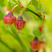 blaeberry emerging fruit by callymazoo