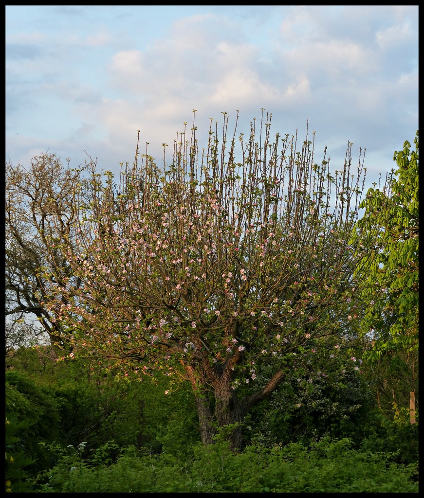 evening apple tree by jokristina