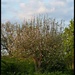 evening apple tree by jokristina