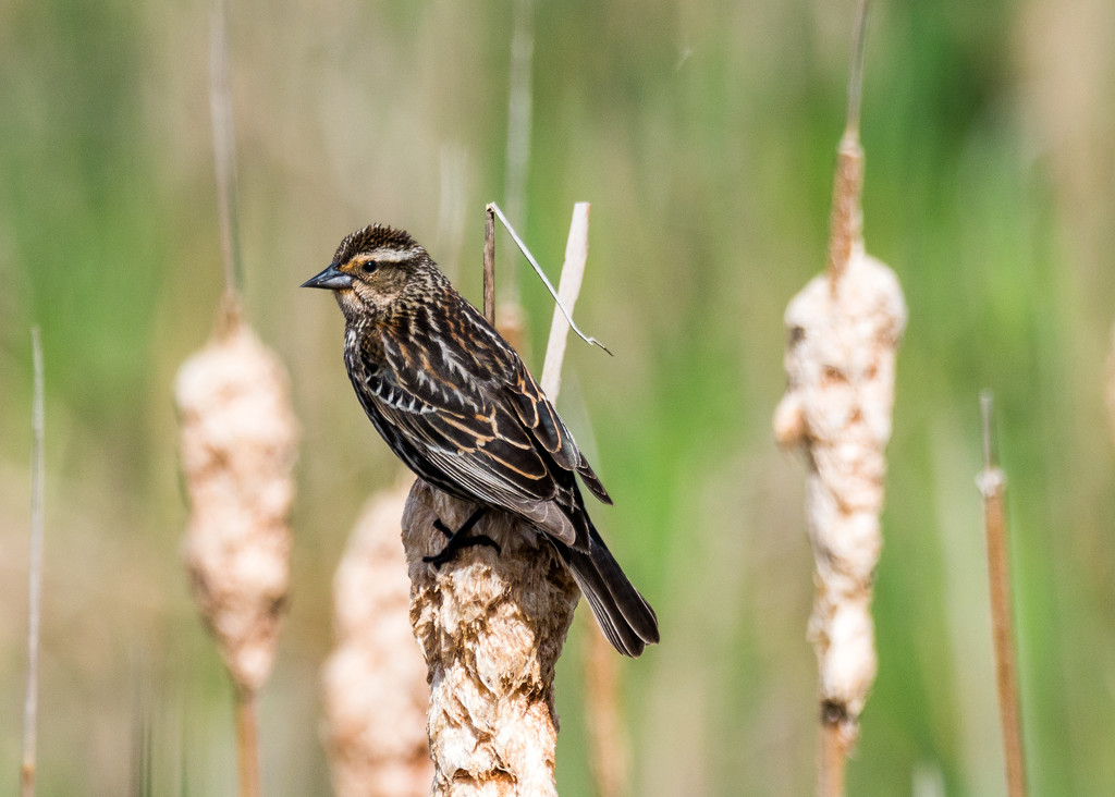 Female Red-winged Blackbird on Cattails by rminer