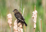 1st May 2017 - Female Red-winged Blackbird on Cattails
