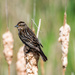 Female Red-winged Blackbird on Cattails by rminer