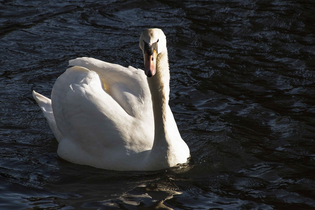 Swan (obviously). by shepherdman