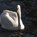 Swan (obviously). by shepherdman