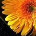 sunshine yellow flower by caitnessa