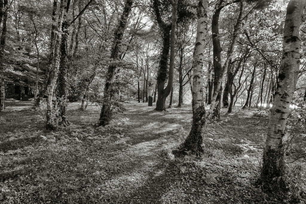 PLAY May - Sony 16mm f/2.8: Sunlit Trees by vignouse