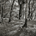 PLAY May - Sony 16mm f/2.8: Sunlit Trees by vignouse