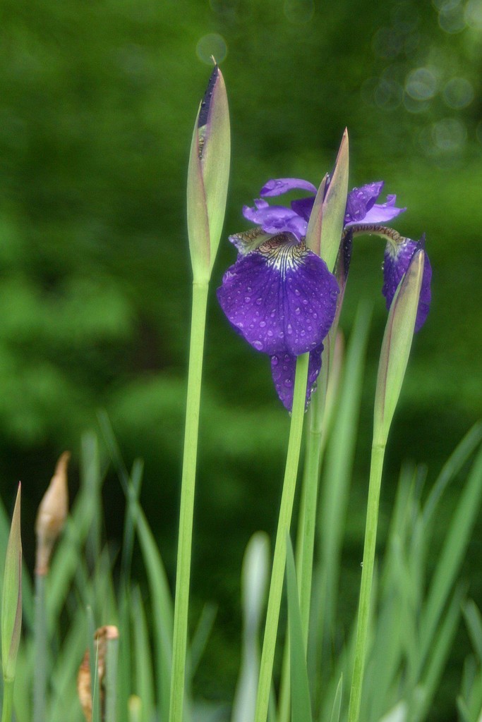 Iris by tunia