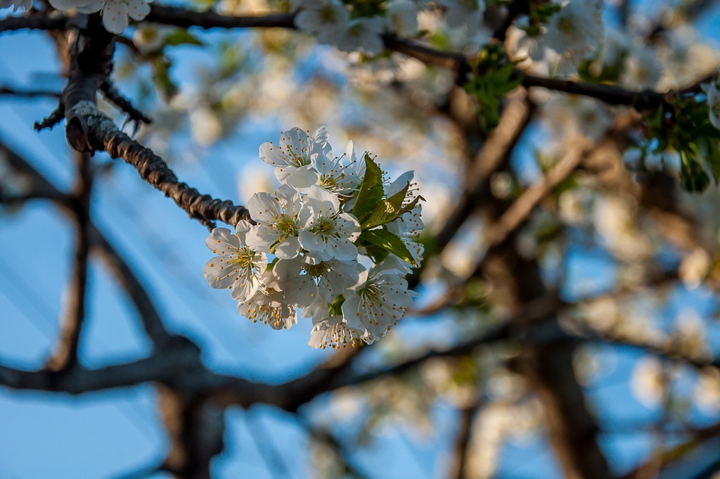 Fruit tree blossom by joansmor