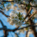 Fruit tree blossom by joansmor