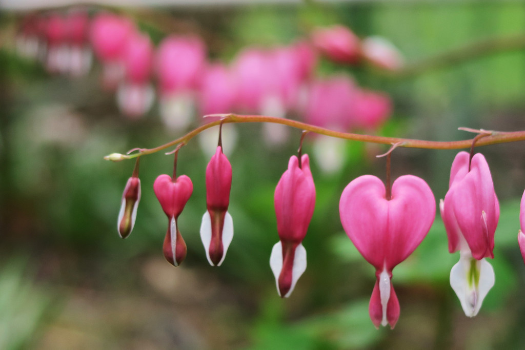 The Bleeding Heart by april16