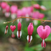 The Bleeding Heart by april16