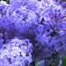 Lilac Bush by april16