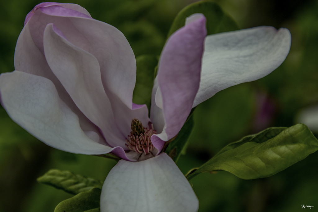 Magnolia Blossom by skipt07