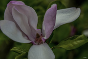 30th Apr 2017 - Magnolia Blossom