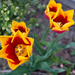 Dramatic Tulips by sarahsthreads