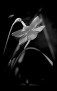 30th Apr 2017 - White Daffodil