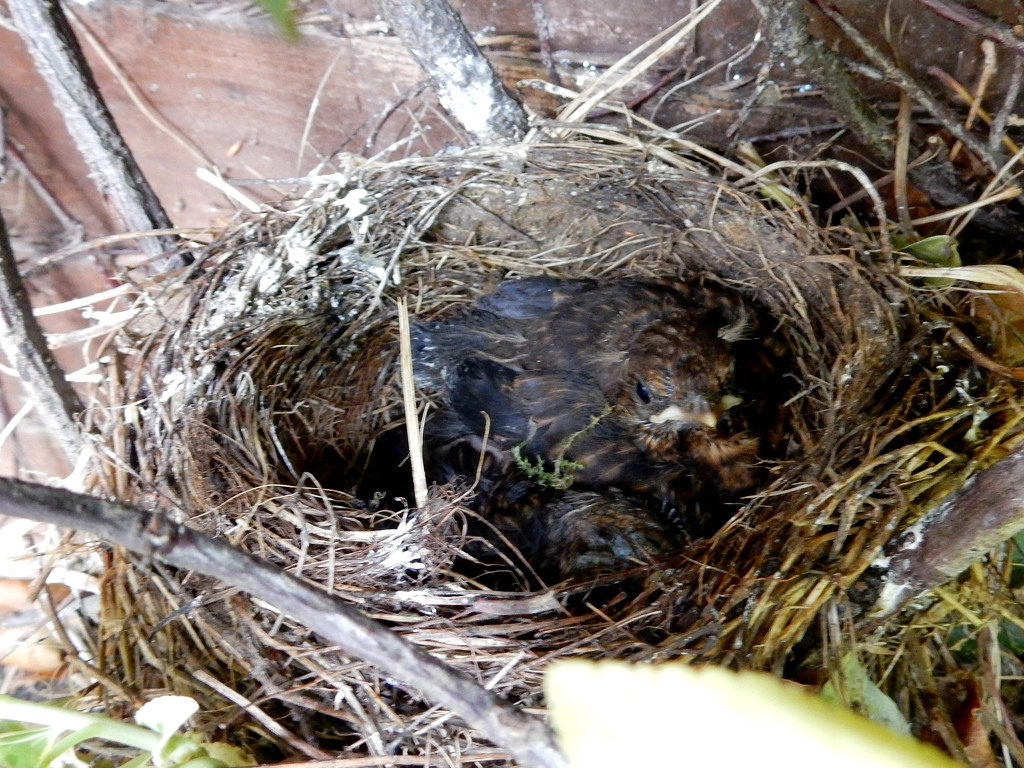 Blackbird Nest by bulldog