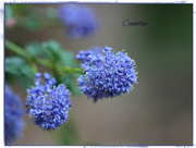 2nd May 2017 - Ceanothus