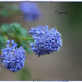 Ceanothus by jamibann