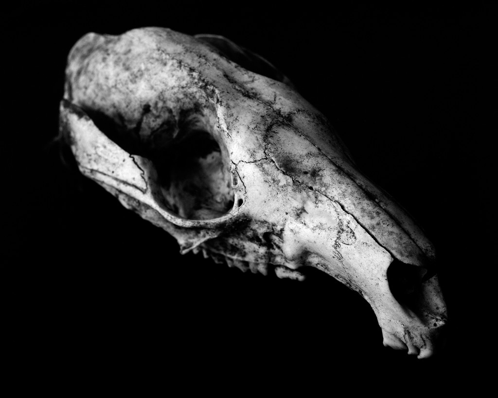 Skull by peterdegraaff