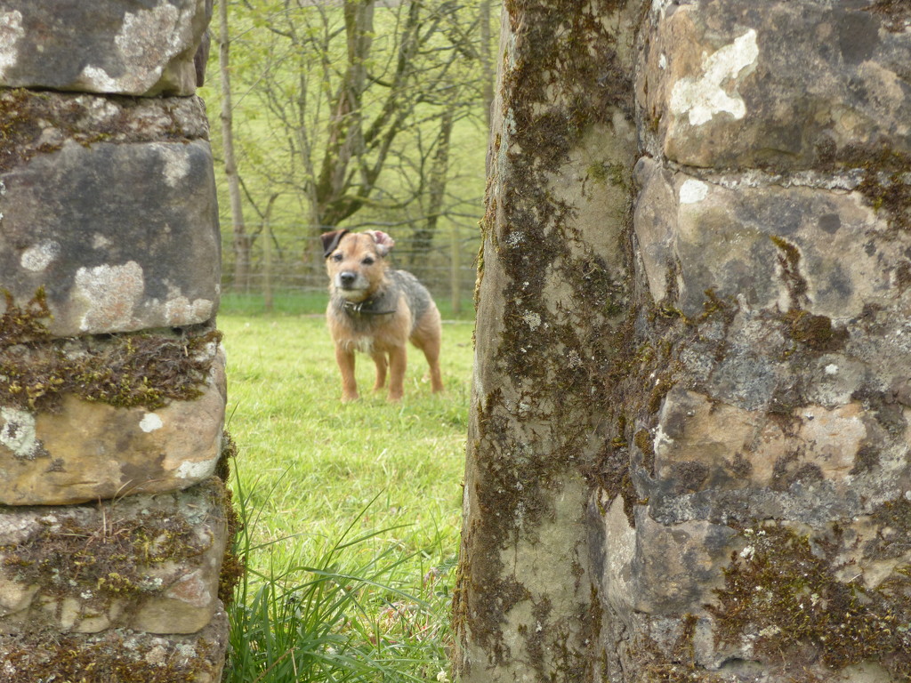 Baxter the little terror by shirleybankfarm