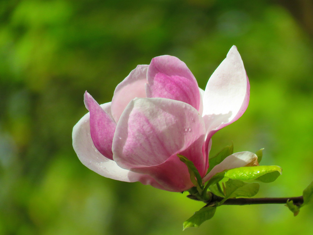 Magnolia by seattlite