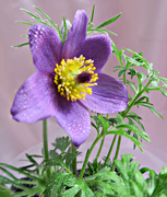 29th Apr 2017 - Purple Pasque Flower.