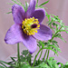 Purple Pasque Flower. by wendyfrost