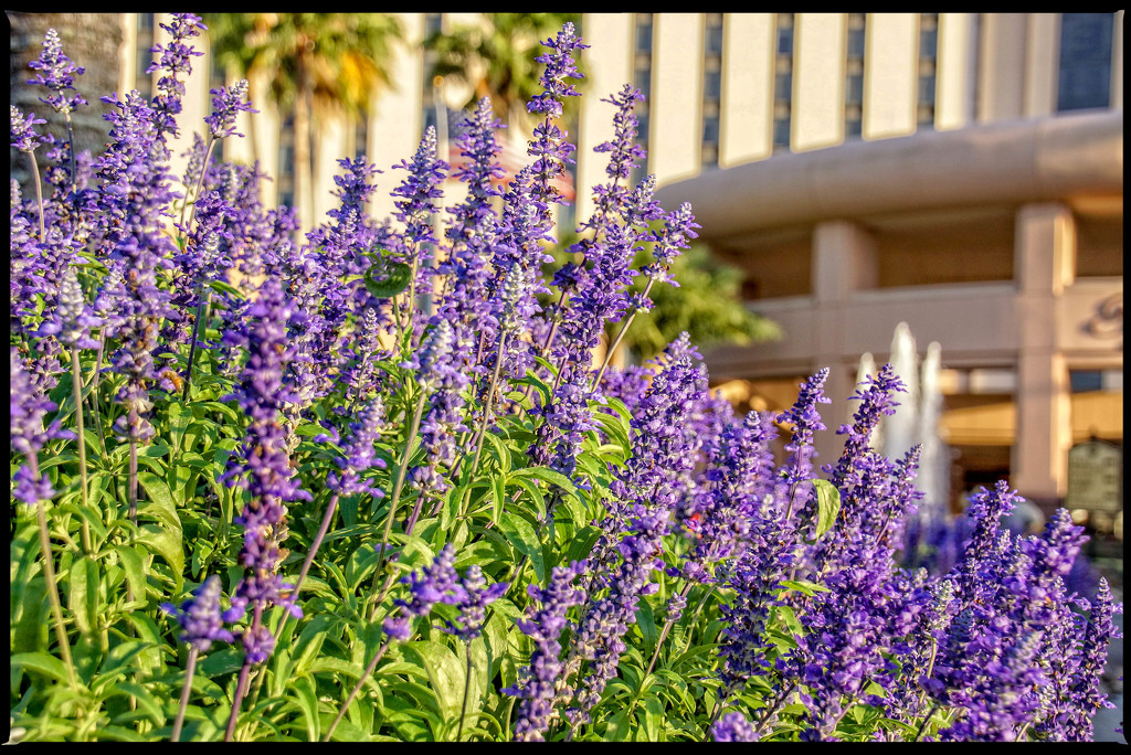 Blue Salvia by danette