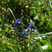 blue flowers by ianmetcalfe