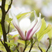 Magnolia at Minterne by dorsethelen