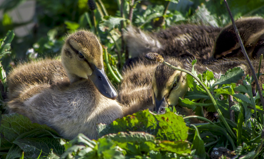 Young Ducklins by tonygig
