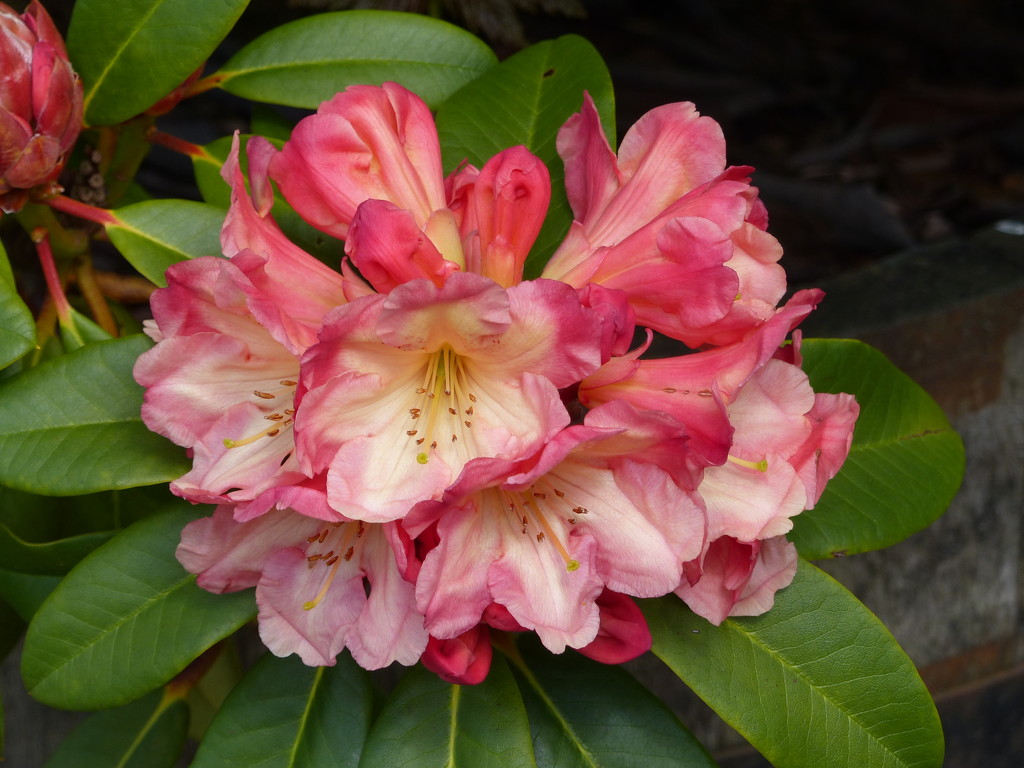 A Favourite Rhododendron by susiemc