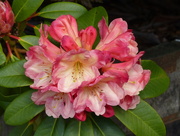 28th Apr 2017 - A Favourite Rhododendron
