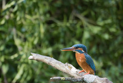 2nd May 2017 - Lady Kingfisher waiting for the Male
