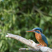 Lady Kingfisher waiting for the Male by padlock