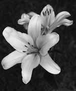 2nd May 2017 - Lilies