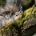 Sleepy Squirrel by kimmer50