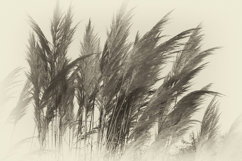 Pampas Grass High Key by davidrobinson