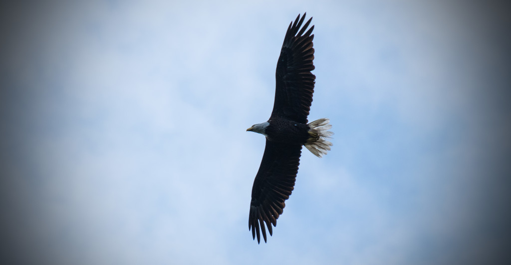 Bald Eagle Soaring up Above! by rickster549