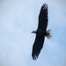 Bald Eagle Soaring up Above! by rickster549