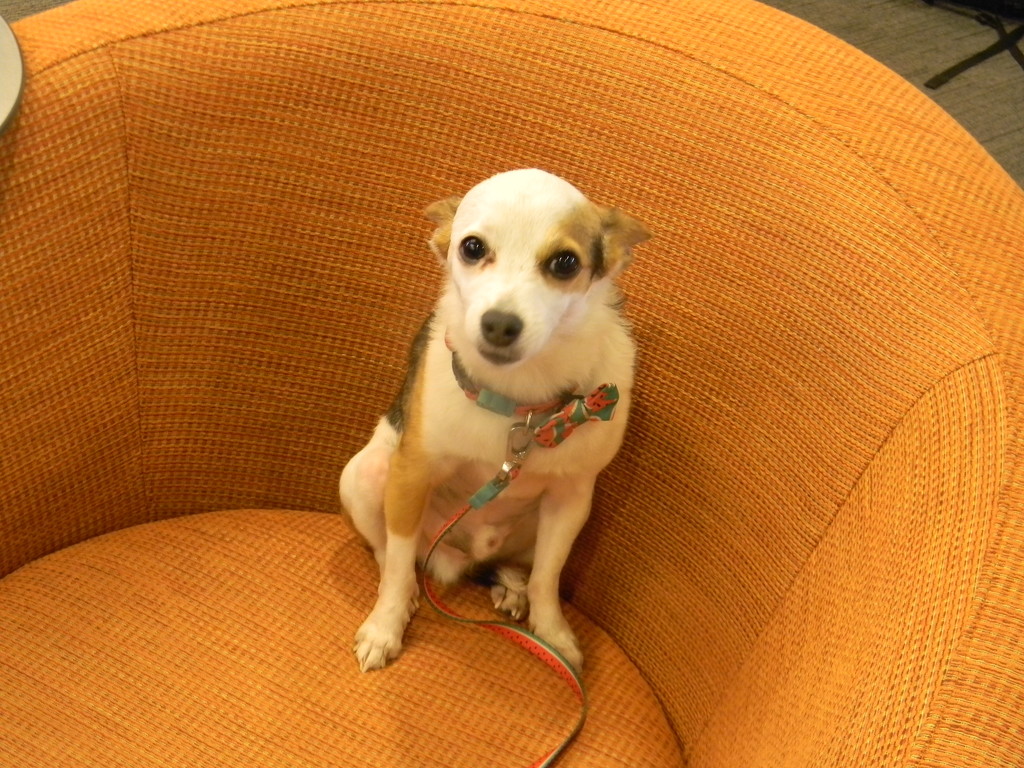 Petey Dog in Chair by sfeldphotos