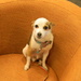 Petey Dog in Chair by sfeldphotos