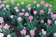 2nd May 2017 - My Favorite Pink Tulips in the Public Garden